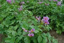 Стандарт ЕЭК ООН по семенному картофелю в центре внимания Всемирного конгресса по картофелю