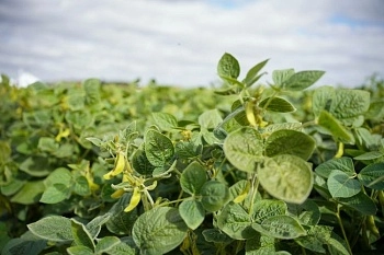 Республика Татарстан возглавила рейтинг инновационности регионов в АПК