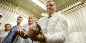 Сом плывет в область