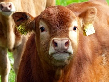 Результаты скрининговых исследований спермопродукции КРС
