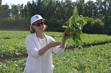 Практический опыт и экономика органического семеноводства фасоли