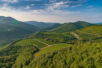 В Абрау-Дюрсо собрали рекордный урожай винограда
