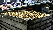 Как получить два урожая картофеля
