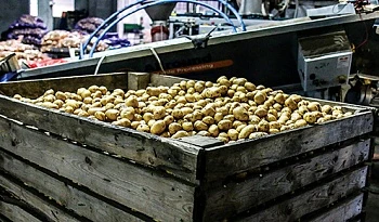 Как получить два урожая картофеля