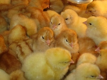 Птицеводство "от А до Я"