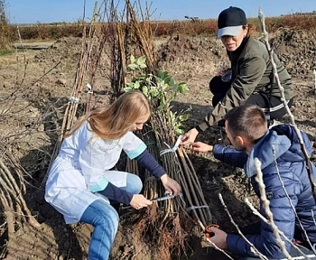 При выборе любого саженца важно убедиться в его качестве