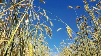 Зерновые и масличные – в центре внимания