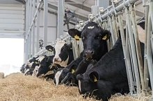 680 тонн молока в сутки — и это не предел