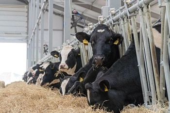 680 тонн молока в сутки — и это не предел