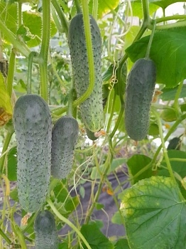 Ошибки при выращивании огурцов