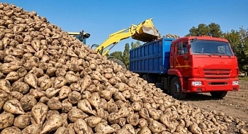 ﻿Алтайский край приступил к сбору урожая сахарной свеклы