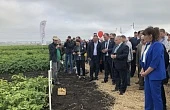 Картофельные достижения