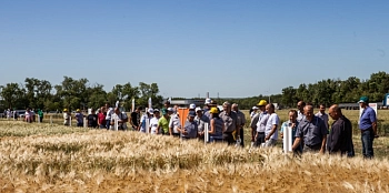 10-я выставка «День донского поля»