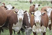 Лучшие племенные герефорды – в Челябинской области