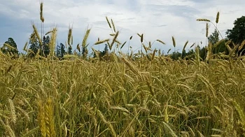 Экспорт зерна речным и морским транспортом АЧБ: возможности и ограничения