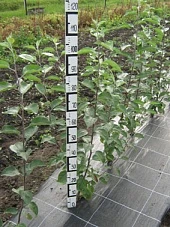 Сортовые маточно-черенковые насаждения плодовых культур: пути интенсификации