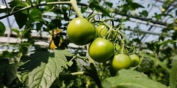 Томатный инвестор «приземлился» в Пикалево