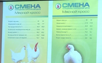 Развитие отечественного кросса кур