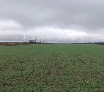 Специалисты оценили состояние полей озимых зерновых и масличных культур 