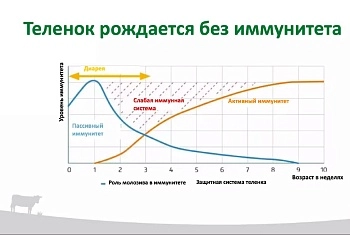Телята должны быть счастливыми