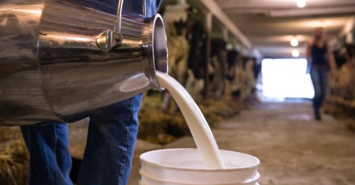 В Подмосковье отмечается стабильный рост молочной продуктивности коров