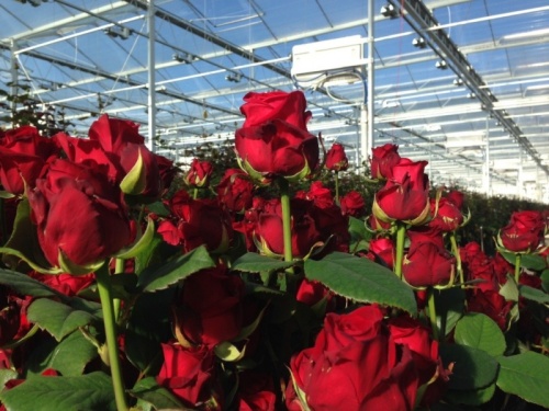 МОНОГОРОДА.РФ профинансирует реконструкцию тепличного комплекса по выращиванию роз в Мордовии