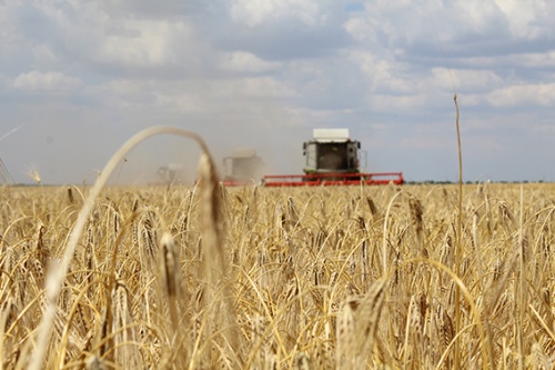 В Крыму стартовала уборочная кампания ранних зерновых колосовых