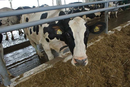Профилактика нарушения кальциево-фосфорного обмена  у высокопродуктивных коров