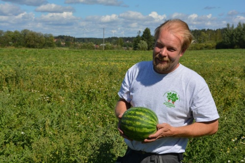 Нынешнее лето станет рекордным для урожая финских арбузов