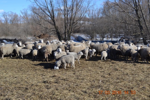 Овцеводство - одно из перспективных направлений аграрного сектора