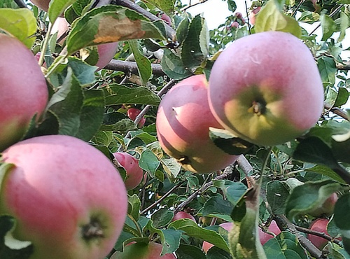 Анатолий Куценко: Необходимо введение сезонных квот на импортные яблоки
