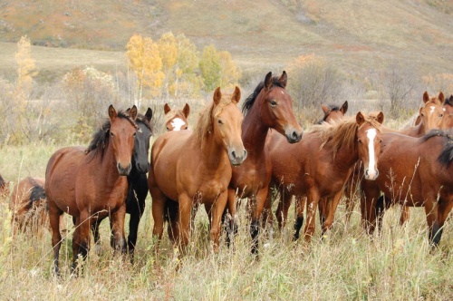 Республика Алтай привезет на «Золотую Осень»  лошадей новоалтайской породы