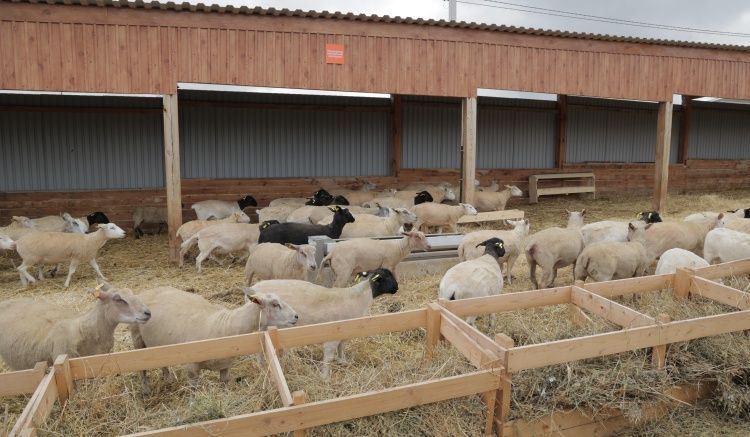 Запущена первая очередь селекционно-генетического центра мелкого рогатого скота