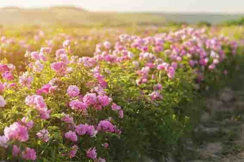 В Крымской розе займутся селекцией «чистых» растений