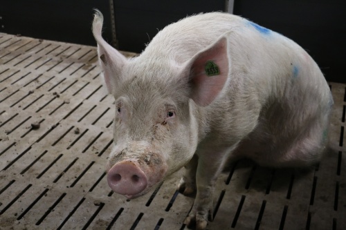 Свинокомплексы ГК «Агропромкомплектация» пополнились поголовьем из Канады