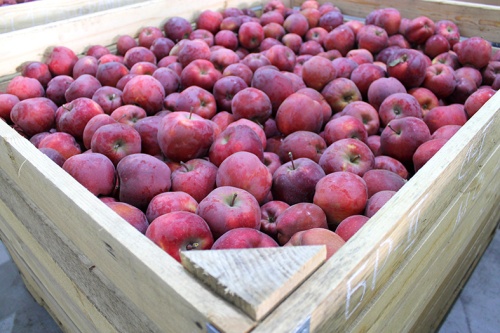 В Адыгее заканчивается сбор урожая яблок осенне-зимних сортов