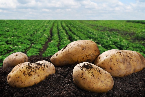 Уборка урожая и реализация ранних овощей и картофеля начались в Подмосковье
