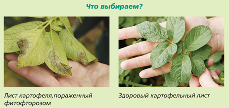 РЕВУС® - надежная защита растений от фитофтороза