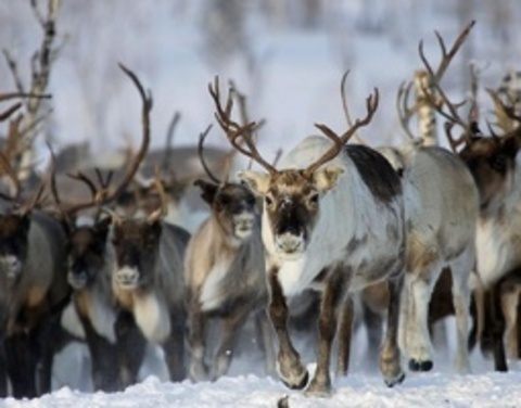 В Якутии начнется реализация программы «Молодой оленевод»