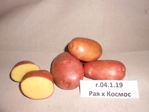 Уральские ученые вывели новый сорт картофеля