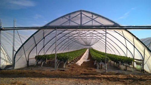 Знакомство с туннельной технологией по выращиванию ягод