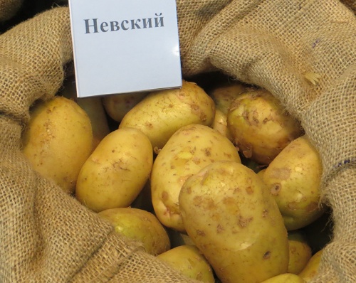 Импорт картофеля в РФ в 2015-2017 г.