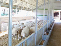 В сельхозформированиях Татарстана поголовье овец увеличилось на 5,3 тысячи голов