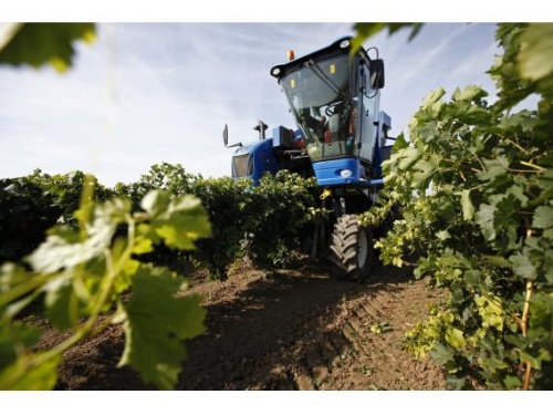 С 2015 года господдержка виноградарства на Кубани увеличилась почти в два раза