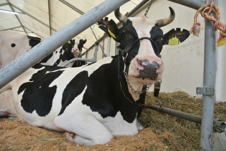 Тепловой стресс и здоровье коровы