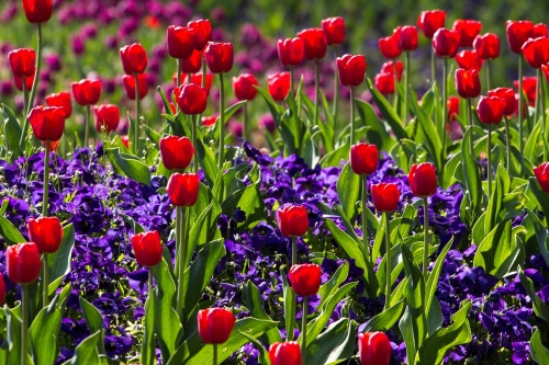 Продажи цветов 8 марта вырастут в 2020 году более, чем в 10 раз
