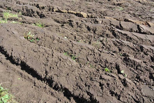 Союз органического земледелия и Сколково представят современные практические решения по оздоровлению почвы