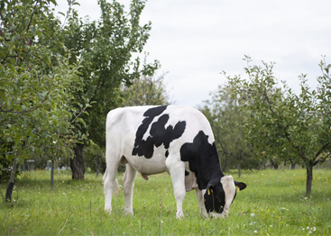 В Московской области обсудят перспективы племенного молочного животноводства