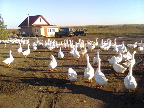 Аграрии Пензенской области обеспечили прирост производства птицы в стране