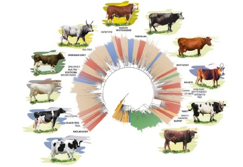 Для чего ученые изучают геномы местных пород скота